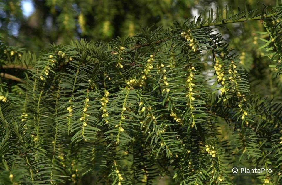 Taxus baccata