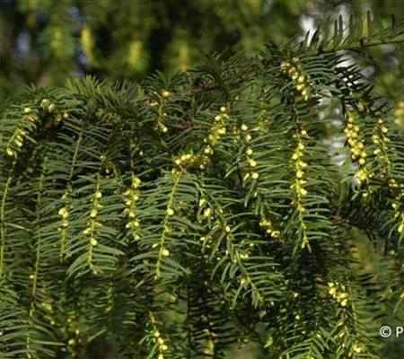 Taxus baccata