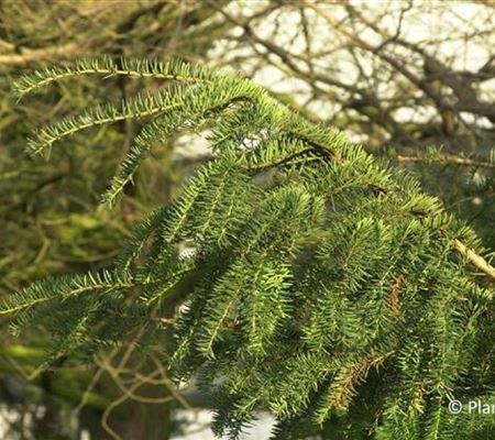 Taxus baccata 'Dovastoniana'
