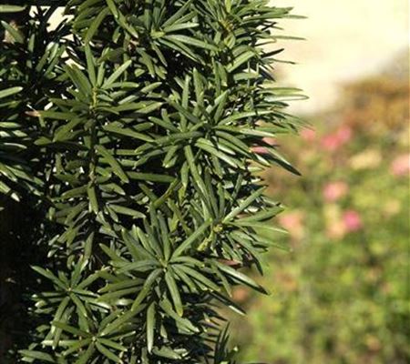 Taxus baccata 'Fastigiata Robusta' Taxus baccata 'Fastigiata Robusta'