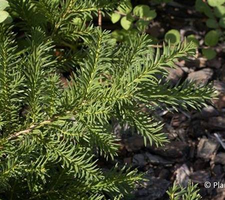 Taxus baccata 'Repandens'