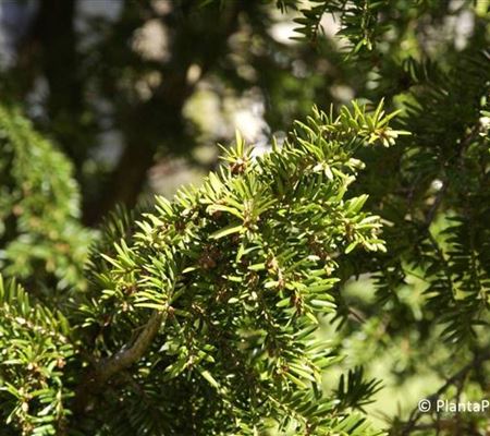 Taxus cuspidata f. nana