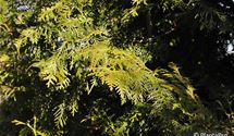 Thuja, Lebensbaum