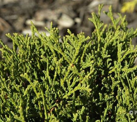 Thuja occidentalis 'Danica' Thuja occidentalis 'Danica'