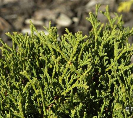 Thuja occidentalis 'Danica'