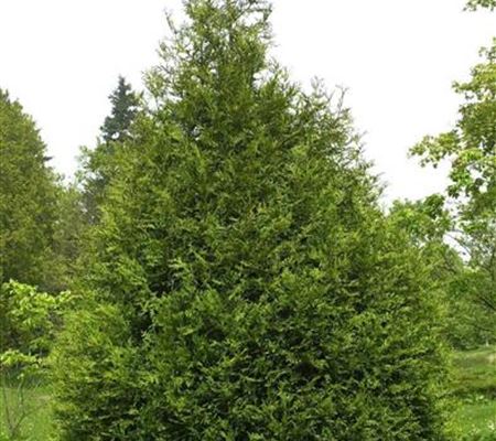 Thuja plicata 'Atrovirens' Thuja plicata 'Atrovirens'