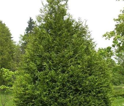 Thuja plicata 'Atrovirens'