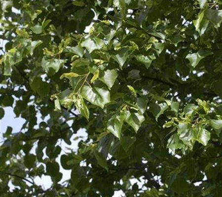 Tilia cordata