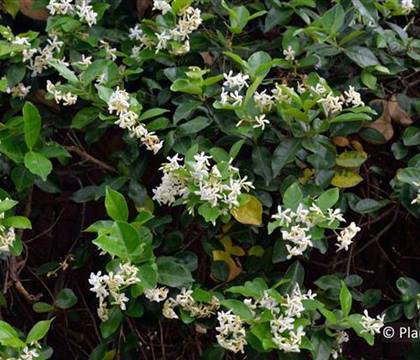 Trachelospermum jasminoides