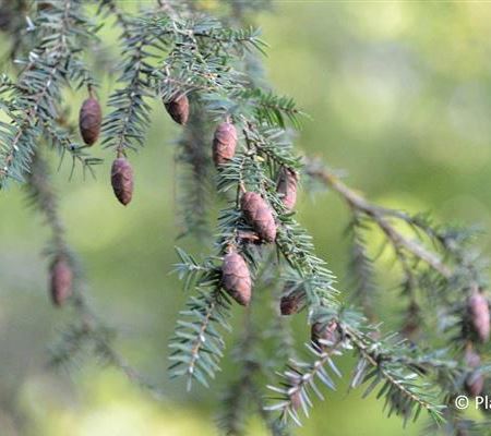 Tsuga canadensis