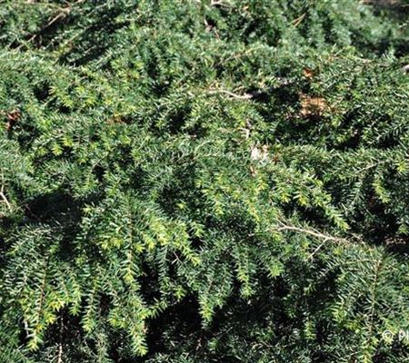 Tsuga canadensis 'Nana' Tsuga canadensis 'Nana'