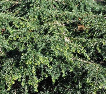 Tsuga canadensis 'Nana'