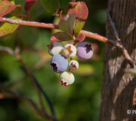 Vaccinium 'Goldtraube' Vaccinium 'Goldtraube'