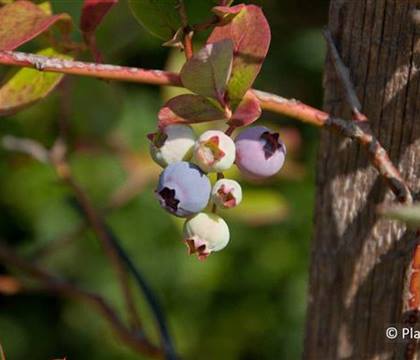 Vaccinium 'Goldtraube'