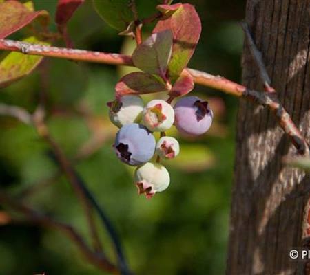 Vaccinium 'Goldtraube'