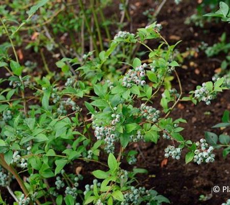 Vaccinium 'Bluecrop'