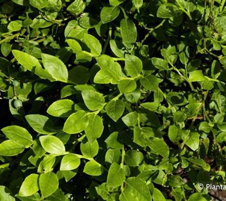 Vaccinium myrtillus