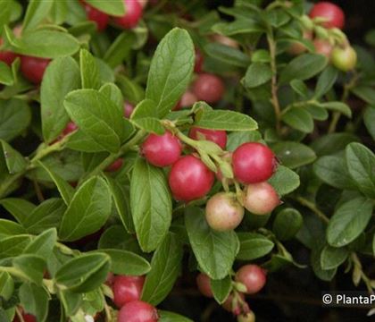 Vaccinium vitis-idaea 'Koralle' Vaccinium vitis-idaea 'Koralle'
