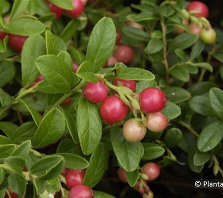 Vaccinium vitis-idaea 'Koralle'