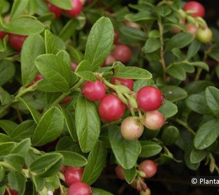 Vaccinium vitis-idaea 'Koralle'