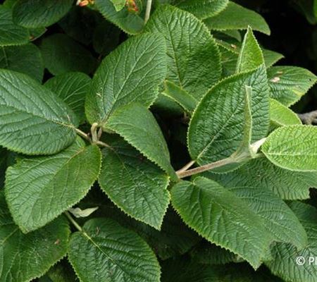 Viburnum lantana Viburnum lantana