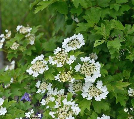 Viburnum opulus