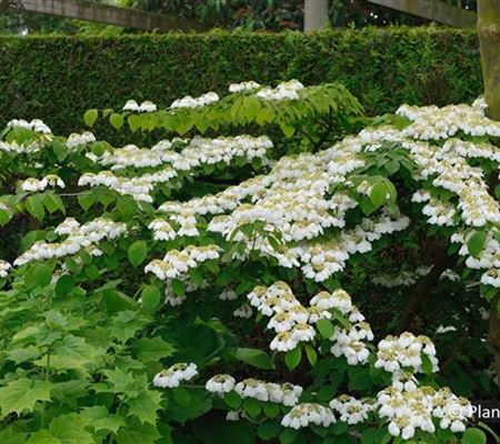 Viburnum plicatum 'Watanabe'