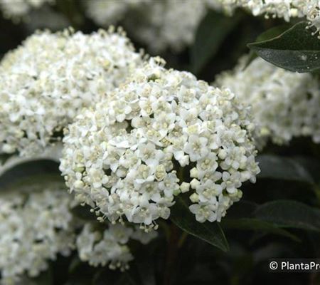 Viburnum tinus Viburnum tinus
