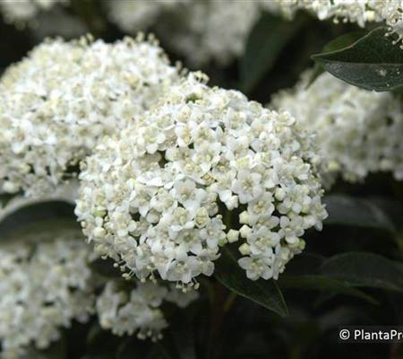 Viburnum tinus