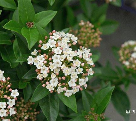 Viburnum tinus 'Eve Price' Viburnum tinus 'Eve Price'