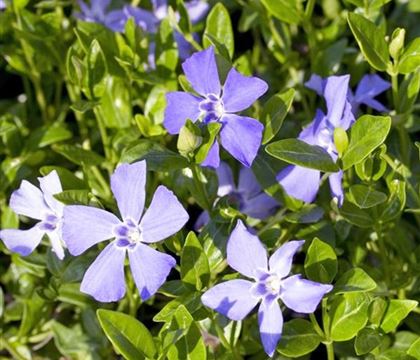 Vinca minor Vinca minor