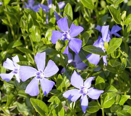 Vinca minor Vinca minor