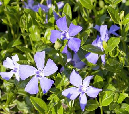 Vinca minor