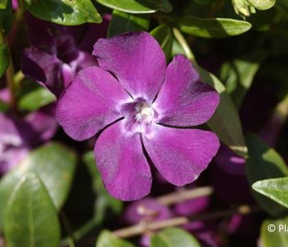 Vinca minor 'Atropurpurea' Vinca minor 'Atropurpurea'