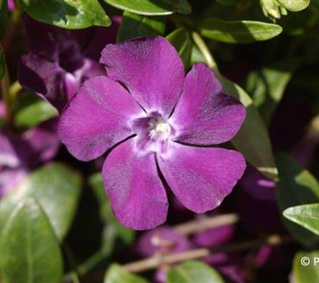 Vinca minor 'Atropurpurea'