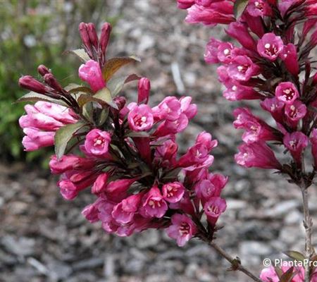 Weigela florida 'Alexandra' Weigela florida 'Alexandra'