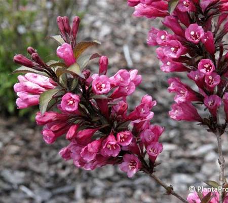 Weigela florida 'Alexandra'