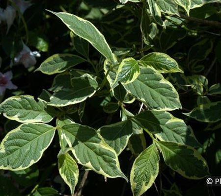 Weigela florida 'Variegata' Weigela florida 'Variegata'