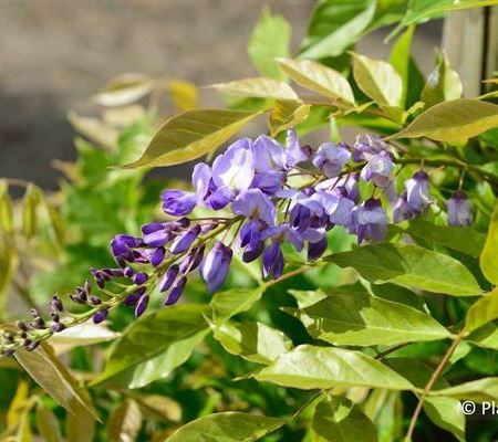 Wisteria sinensis 'Prolific' Wisteria sinensis 'Prolific'