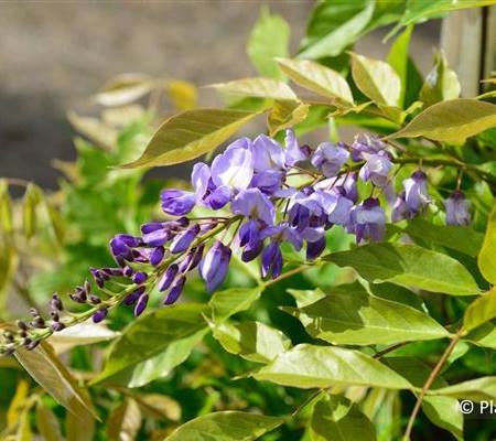 Wisteria sinensis 'Prolific'