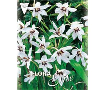 Acidanthera callianthus Murielae