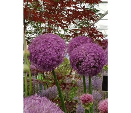Allium 'Ambassador' 
