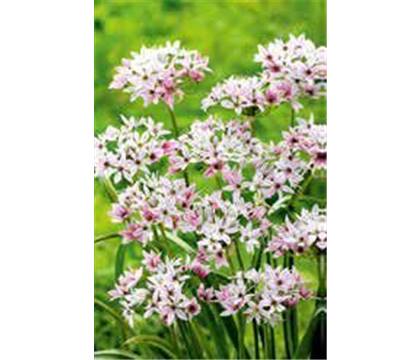 Allium 'Cameleon'