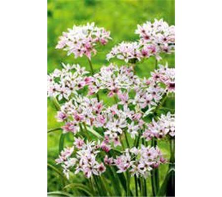 Allium 'Cameleon'