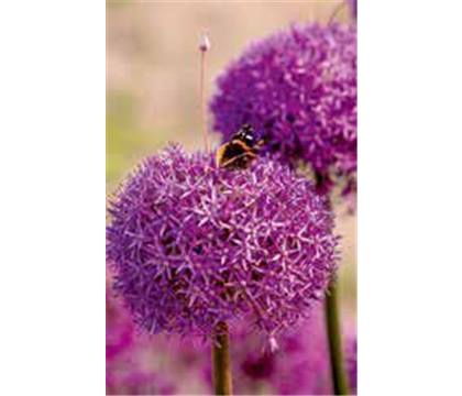 Allium 'Dutchman'