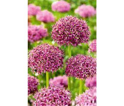 Allium 'Firmament'