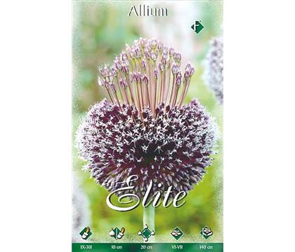 Allium 'Forelock'
