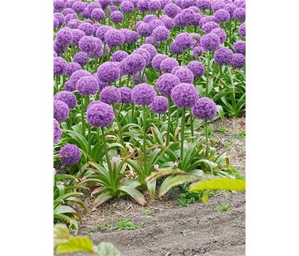 Allium 'Globemaster'