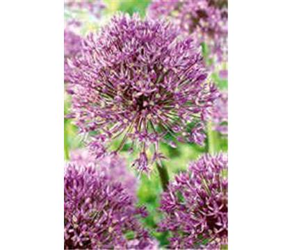 Allium 'Jackpot'