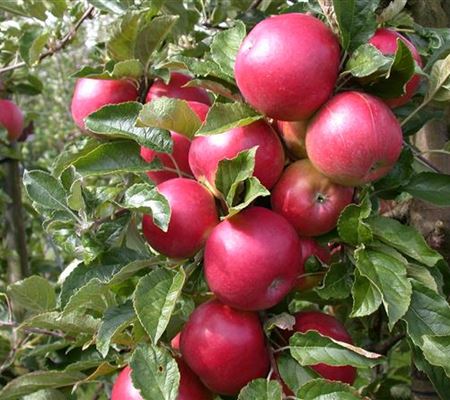 Obstbäume veredeln – frische neue Früchte Obstbäume veredeln – frische neue Früchte